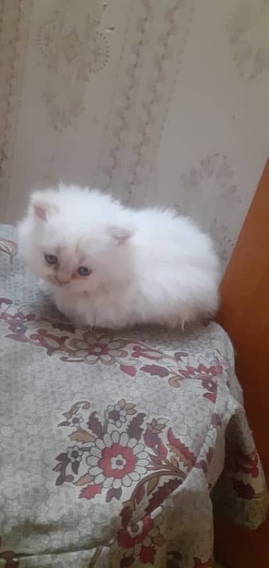 Persian cat