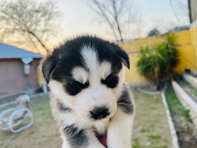 Siberian Husky Puppies/Husky Dog heavy Bone Structure 3