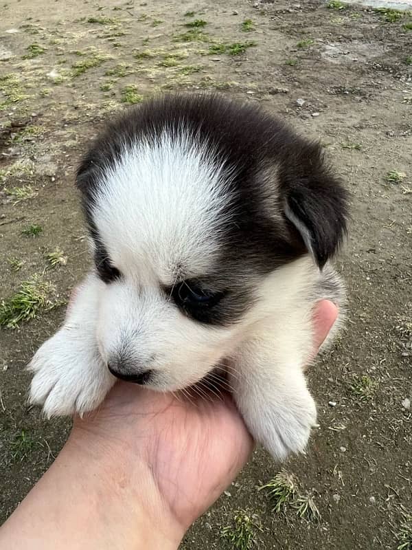 Siberian Husky Puppies/Husky Dog heavy Bone Structure 4