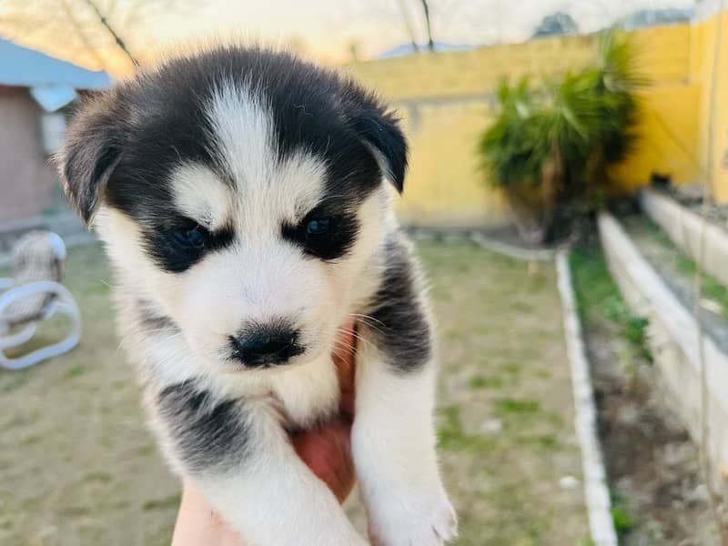 Siberian Husky Puppies/Husky Dog heavy Bone Structure 5