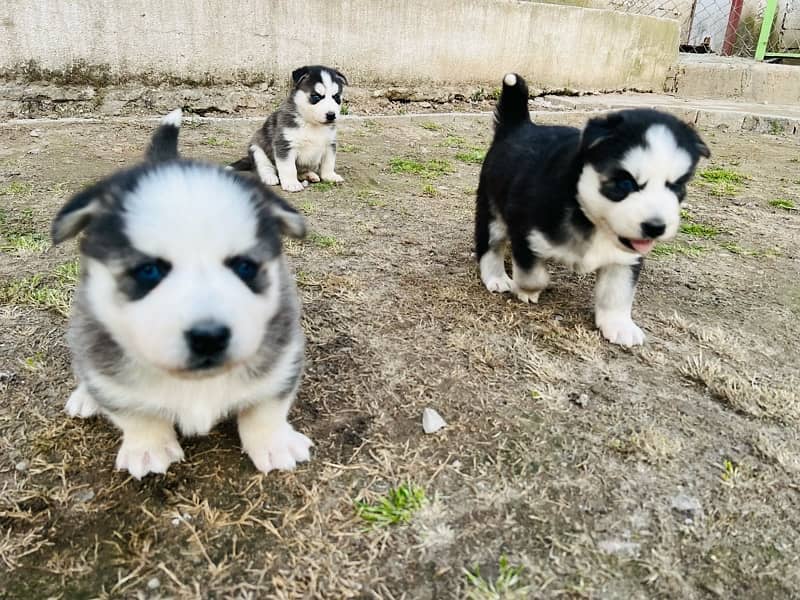 Siberian Husky Puppies/Husky Dog heavy Bone Structure 6