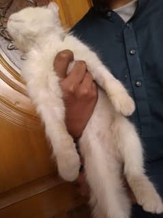 Persian Cat For sale.