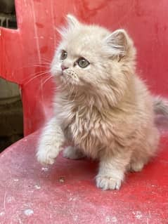 Persian kittens best Quality