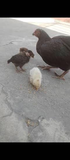 Hen with chicks