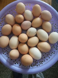 organic Eggs (Desi anday)