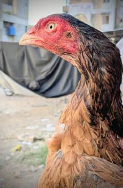 Aseel Hen for sale