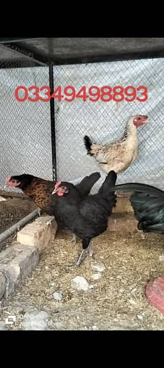 Desi hens for sale