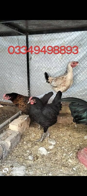 Desi hens for sale 0