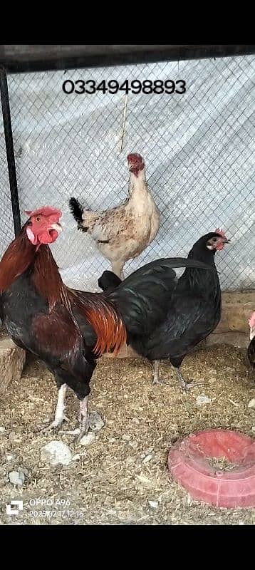 Desi hens for sale 1