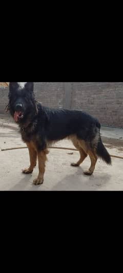 Black mask King GSD available for ST*D