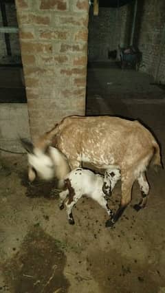 bakri sath female bcha aur 10 din ki Cross