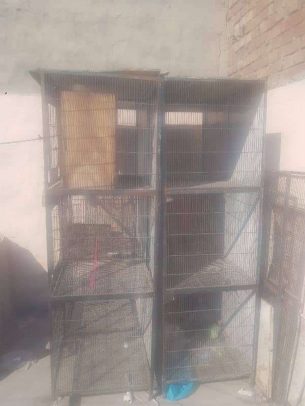 bird cage and hen cage 1