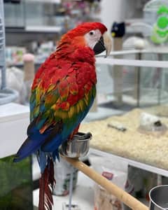 red macaw parrot cheeks and for sale 03086787090