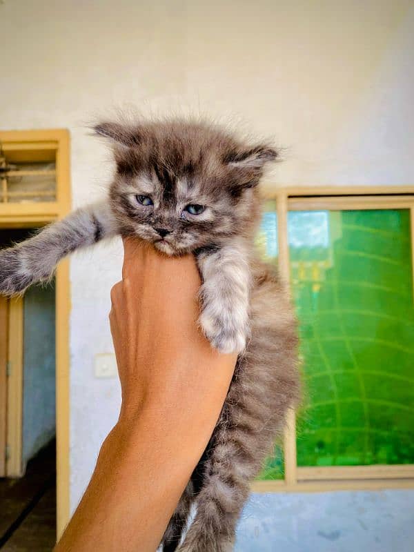 Persian kittens pair 1