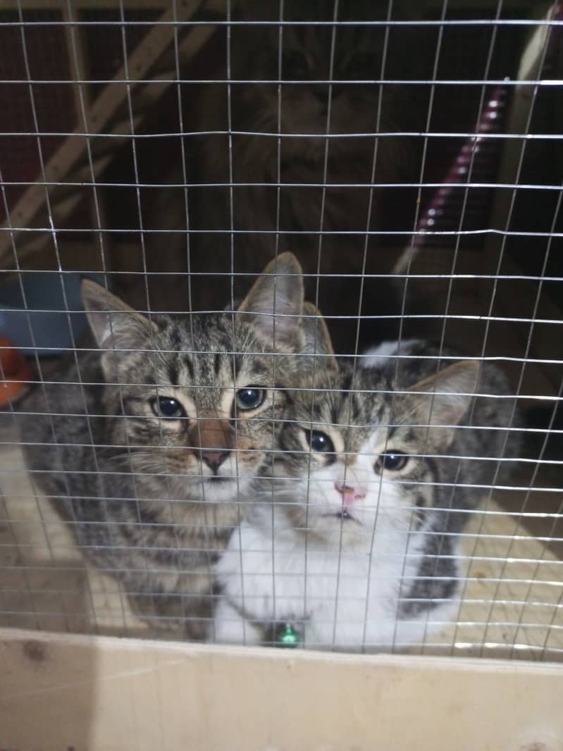 Finding a new home for 2 male kittens 10