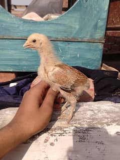 golden misri beautiful chick