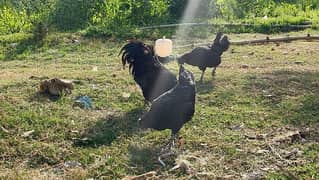 Ayam Cemani Pure Gray Tongue