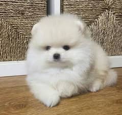 Tea cup Cute Pomeranian Toy puppy For sale. . 0/3/3/3/5/2/9/2/2/2/9