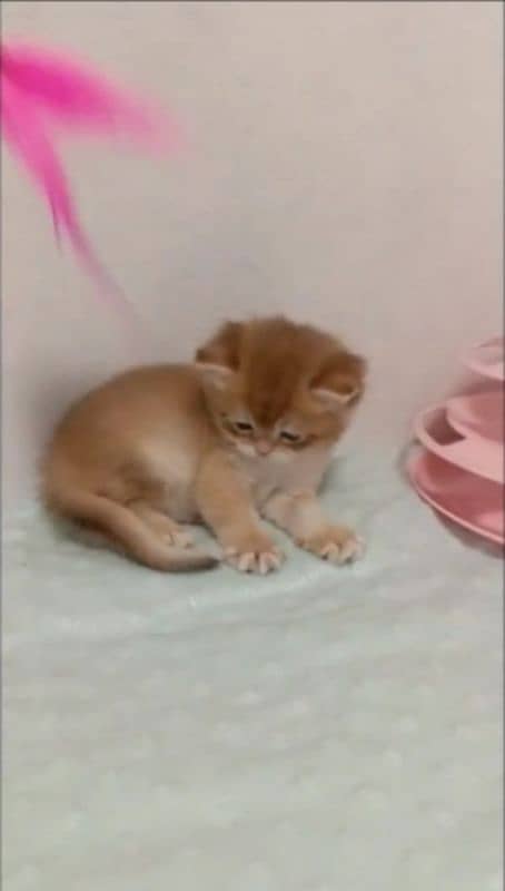 GOLDEN BRITISH SHORTHAIR KITTENS,ALL DOCUMENTS INCLUDED,WITH DELIVERY 4