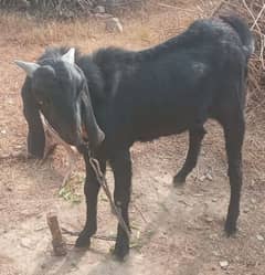 bakra for sale