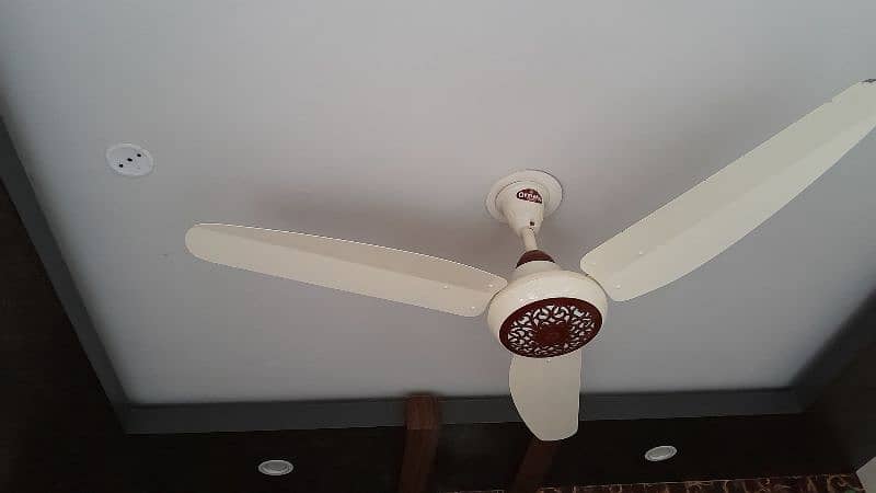 Ornate Fan 0