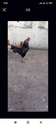 desi murga # rooster/