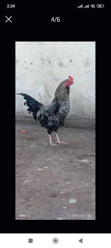 desi murga # rooster/ 1