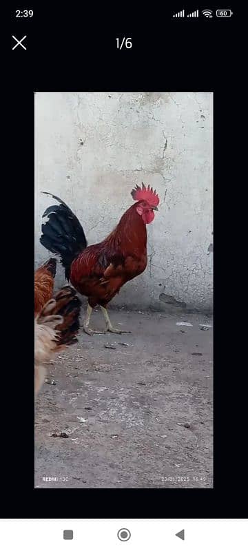 desi murga # rooster/ 2