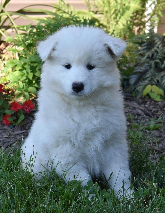 Russian Samoyed Dog Puppies 0