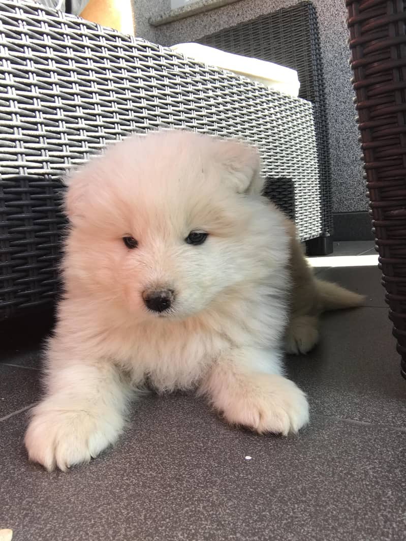 Russian Samoyed Dog Puppies 1