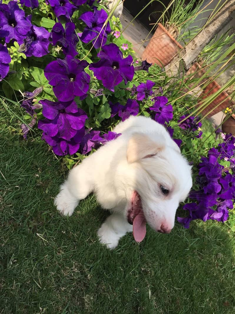 Russian Samoyed Dog Puppies 3