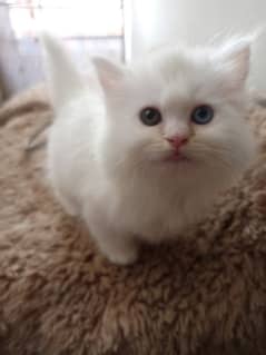 Persian kittens /long coat kittens/baby cat/kitten