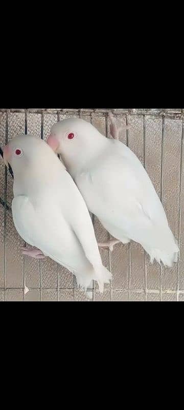 Albino red eye pair and single single pes available 1