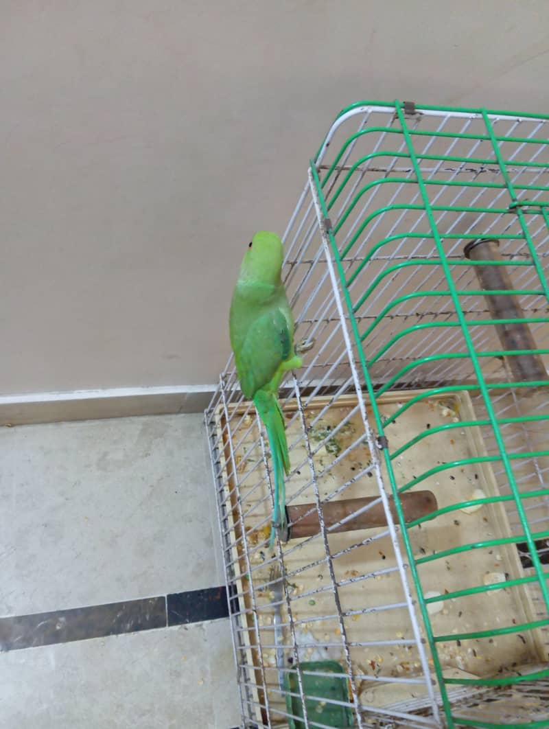 Green parrot 0