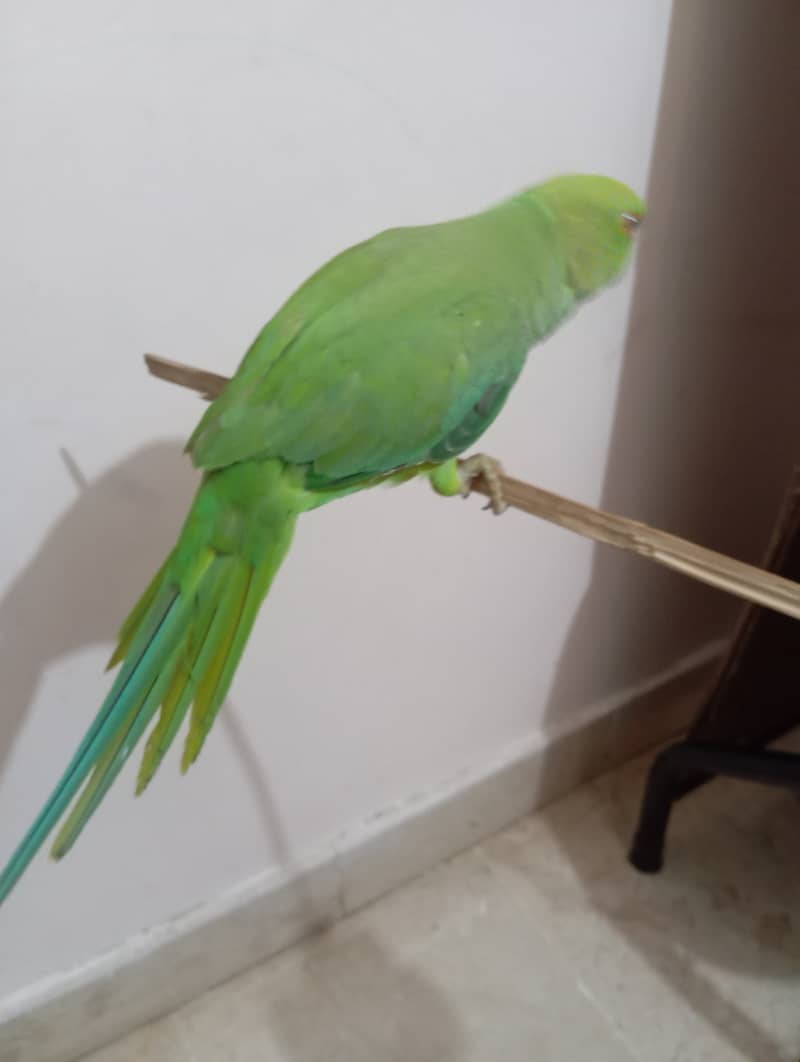 Green parrot 1