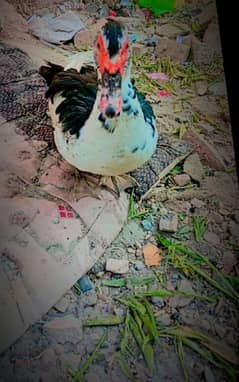 Muscovy duck for sale 2 female 1 male  urgent sale  03155110956