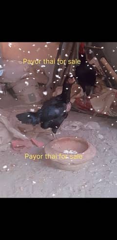 Black payor thai and dragan chick available