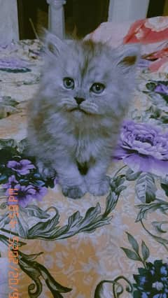 Persian kitten