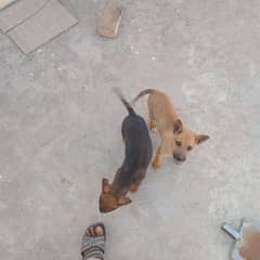 I want to sell two dogs breed bhagyari