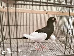 pigeon for sale