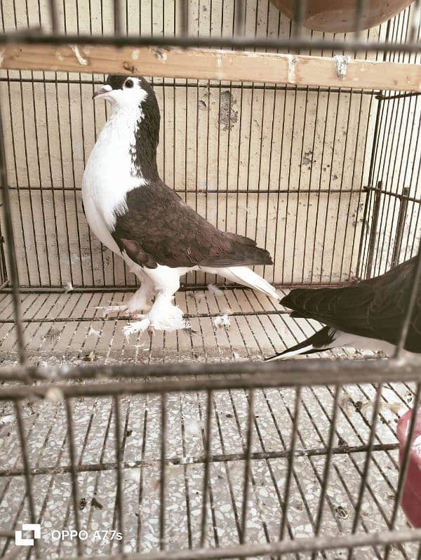 pigeon for sale 2