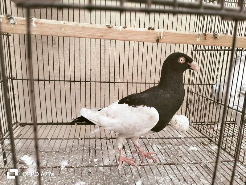 pigeon for sale 3