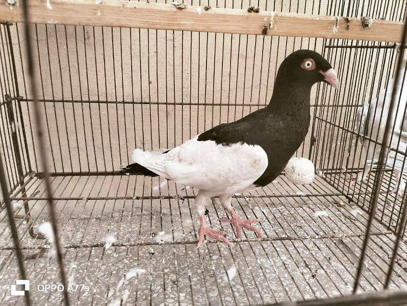 pigeon for sale 5