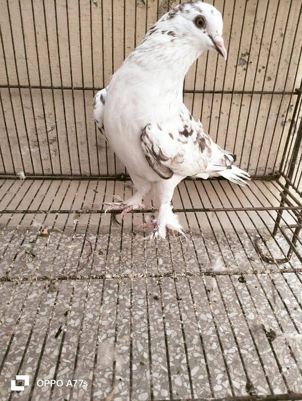 pigeon for sale 14