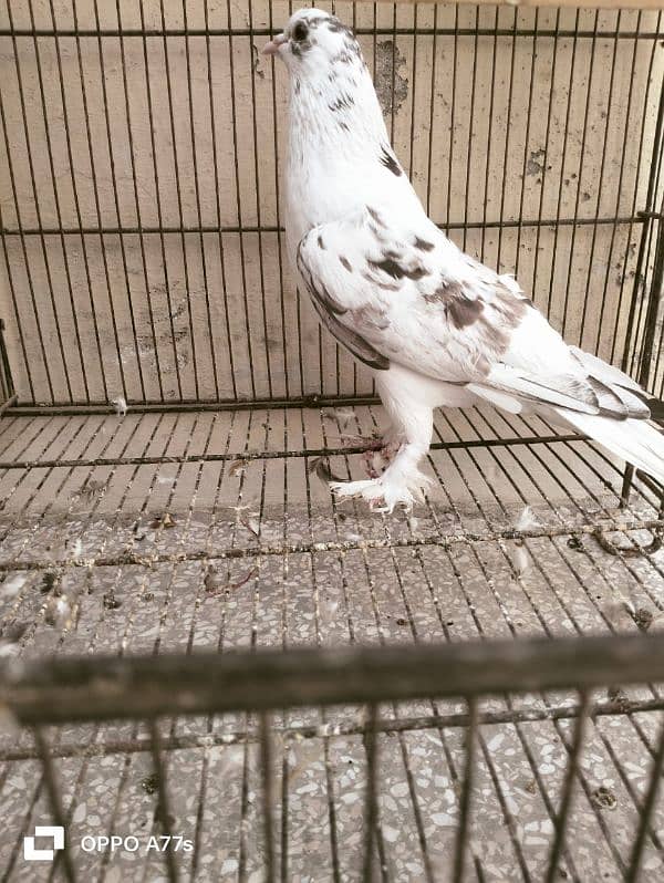 pigeon for sale 15