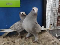 Mukhi Pigeons 0304-6522924