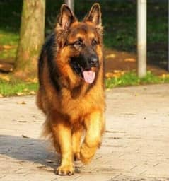 Full size German Shephard triple coat