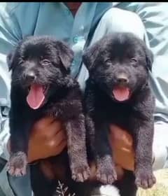 Balck Shepherd long coat male female for sale