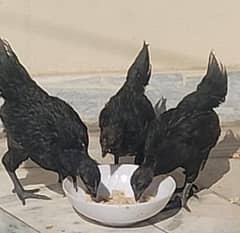 Ayam cemani grey tongue for sale 3 piece