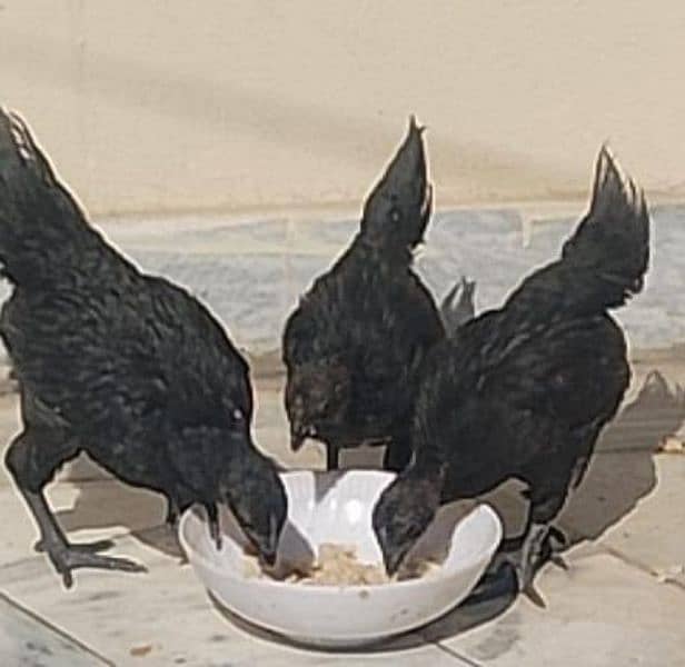 Ayam cemani grey tongue for sale 3 piece 0